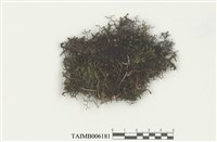 藏品(耳葉蘚屬)的圖片